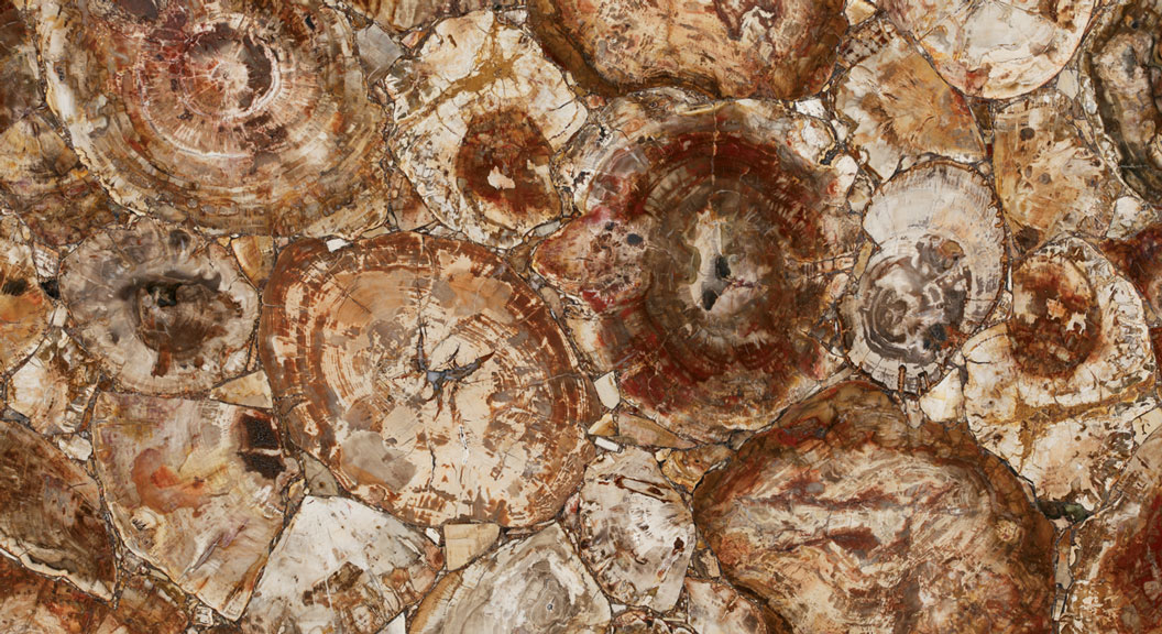 Petrified Wood
